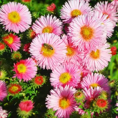 Астра РУДЕЛЬСБУРГ новоанглийская в Самохваловичи