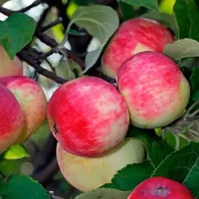 Яблоня СЕРЕБРЯНОЕ КОПЫТЦЕ в Самохваловичи