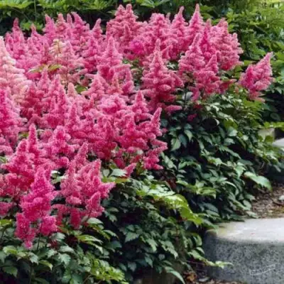 Астильба БОНН японская в Самохваловичи