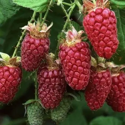 Малина РУБИНОВОЕ ОЖЕРЕЛЬЕ в Самохваловичи