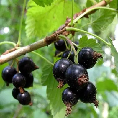 Смородина чёрная БИНАР в Самохваловичи