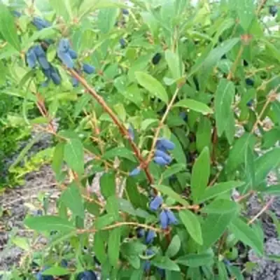 Жимолость съедобная АМФОРА в Самохваловичи