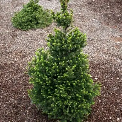 Ель ВИЛС ЦВЕРГ обыкновенная в Самохваловичи