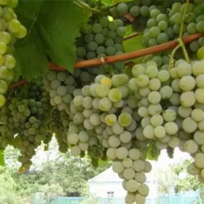 Виноград АНАНАСНЫЙ РАННИЙ в Самохваловичи