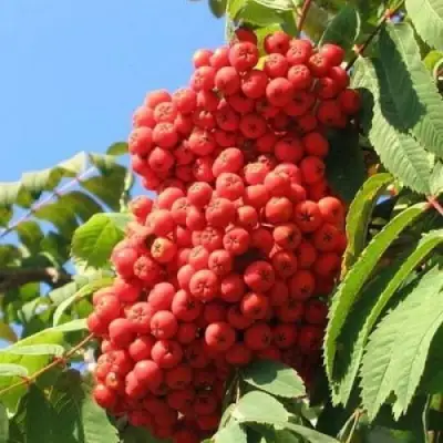 Рябина НЕВЕЖИНСКАЯ сладкоплодная в Самохваловичи