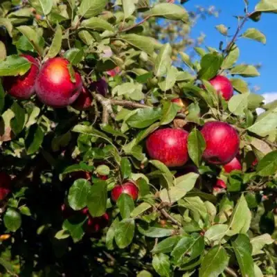 Яблоня СЯБРЫНА в Самохваловичи