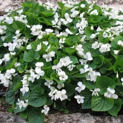 Фиалка АЛЬБИФЛОРА сестринская в Самохваловичи