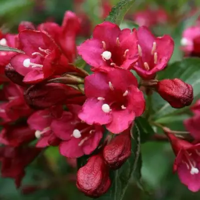 Вейгела ЕВА РАТКЕ в Самохваловичи