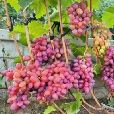 Виноград ДЫНЬКА в Самохваловичи