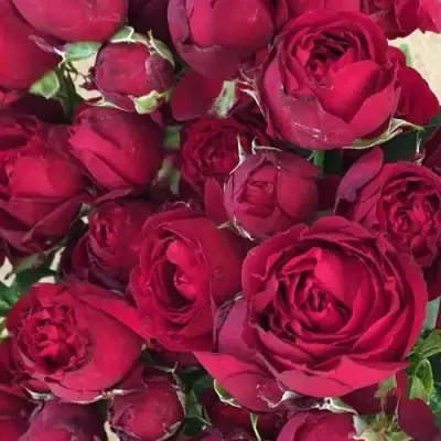 саженцы розы Ред Баблс