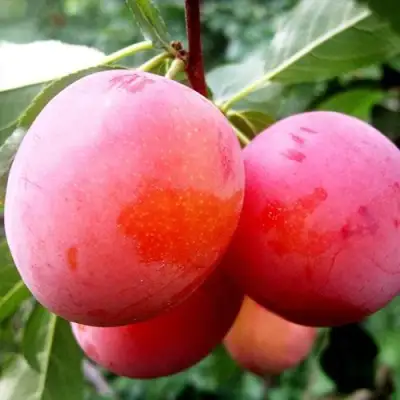 Слива КОМЕТА в Самохваловичи