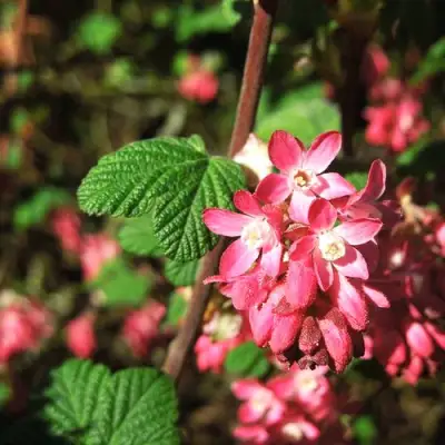 Смородина кроваво-красная ПУЛБОРО СКАРЛЕТ  в Самохваловичи