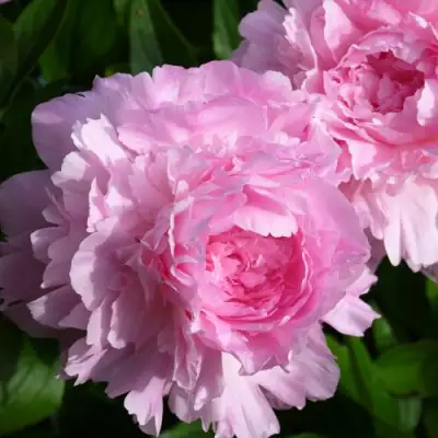 Пион ЛЕТЯЩИЙ ЖУРАВЛЬ травянистый в Самохваловичи