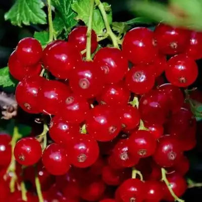 Смородина красная СЕРПАНТИН в Самохваловичи