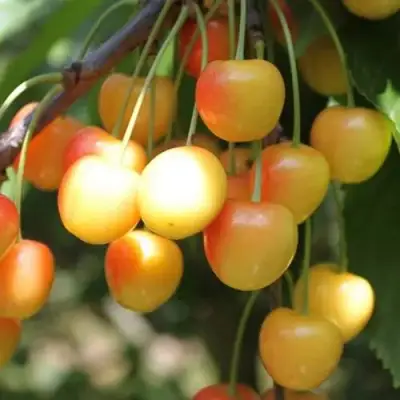 Черешня ЯНТАРНАЯ в Самохваловичи