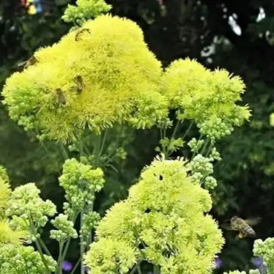Василистник ГЛАУКУМ желтый в Самохваловичи
