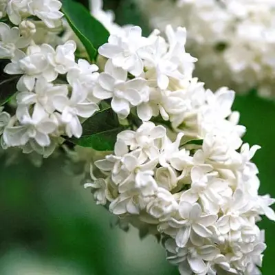 Сирень МАДАМ ЛЕМУАН в Самохваловичи