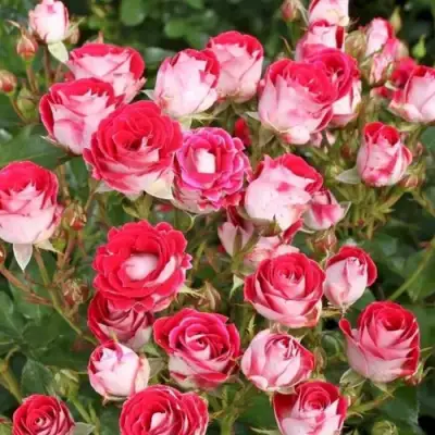 Роза ШОНЕ КОБЛЕНЦЕРИН флорибунда в Самохваловичи