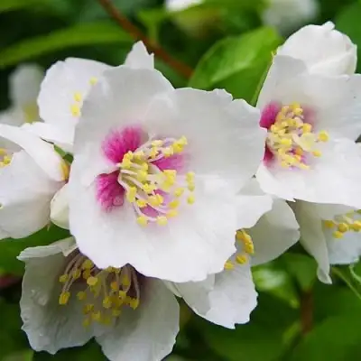 Жасмин БЕЛЬ ЭТУАЛЬ в Самохваловичи