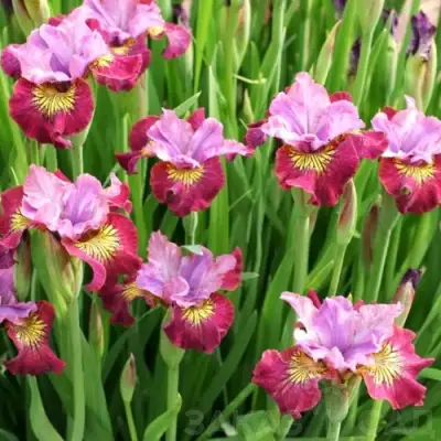 Ирис МИСС ЭППЛ сибирский в Самохваловичи