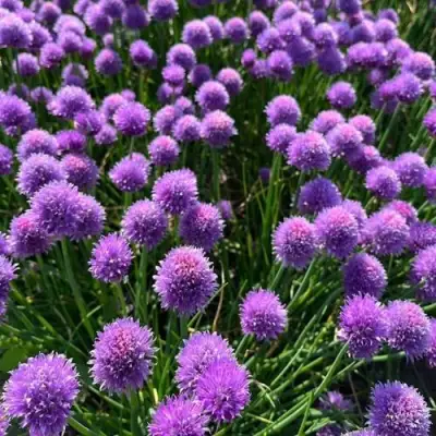 Лук-шнитт в Самохваловичи