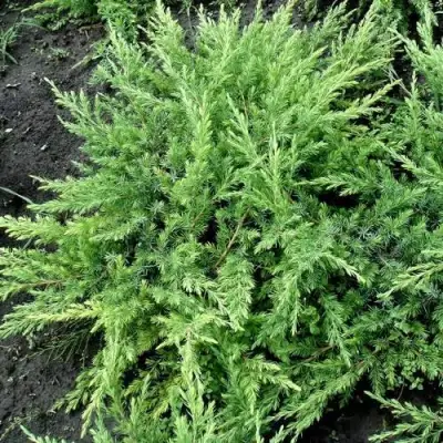 Можжевельник ШЛЯГЕР прибрежный в Самохваловичи