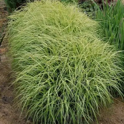 Осока ВАРИЕГАТА пальмолистная в Самохваловичи