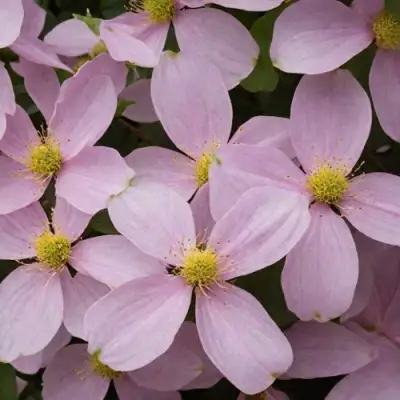 Клематис ГОРНЫЙ в Самохваловичи