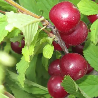 Вишня персиковая АФЛОЦЕРАЗУС в Самохваловичи