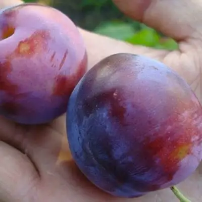 Слива РЕНКЛОД в Самохваловичи