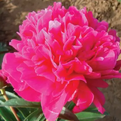 Пион РУБИНОВЫЙ СВЕТ травянистый в Самохваловичи