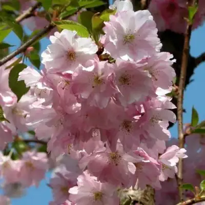 Вишня АККОЛЕЙД цветущая в Самохваловичи