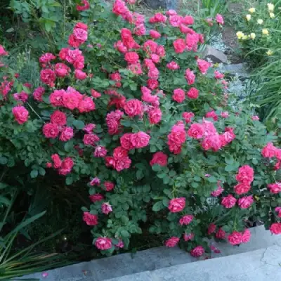 Роза ДЖОРДЖ ВАНКУВЕР флорибунда в Самохваловичи