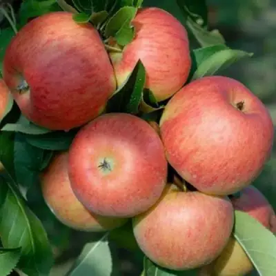 Яблоня ТОПАЗ в Самохваловичи