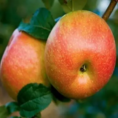 Яблоня ПЕРСИКОВАЯ в Самохваловичи