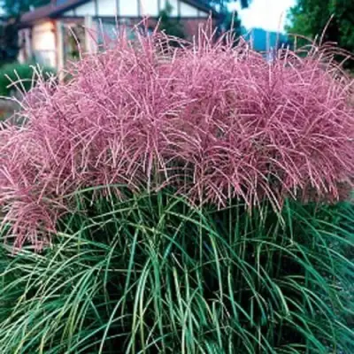 Мискантус МАЛЕПАРТУС китайский  в Самохваловичи