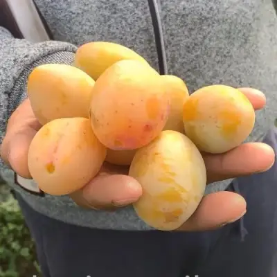 Слива ЯХОНТОВАЯ в Самохваловичи