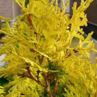 Туя ЕВРОПА ГОЛД западная в Самохваловичи