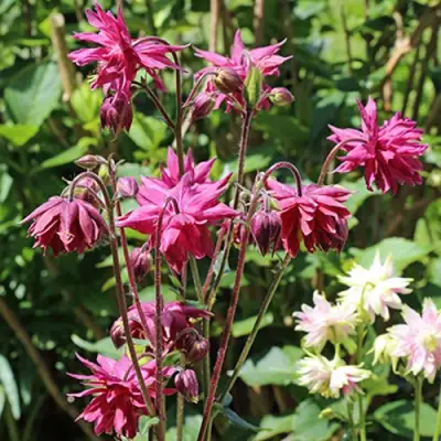 Аквилегия БАРЛОУ БОРДО обыкновенная в Самохваловичи