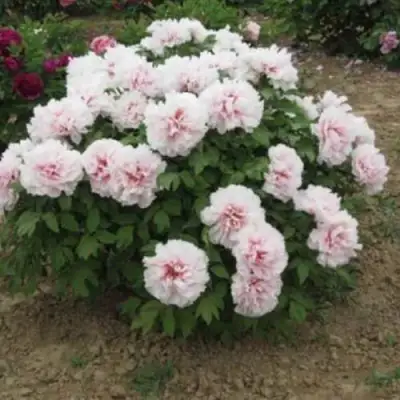 Пион ПЕРСИК ПОД СНЕГОМ древовидный в Самохваловичи