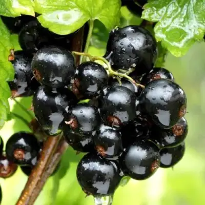 Смородина чёрная БЕЛОРУССКАЯ СЛАДКАЯ в Самохваловичи