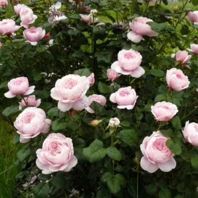 Роза КУИН ОФ СУИДЕН (КОРОЛЕВА ШВЕЦИИ) английская в Самохваловичи