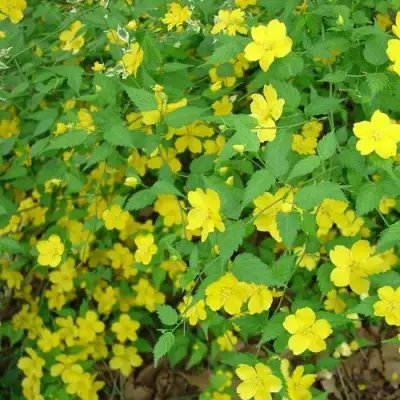 Керрия японская ГОЛДЕН ГИНЕЯ в Самохваловичи