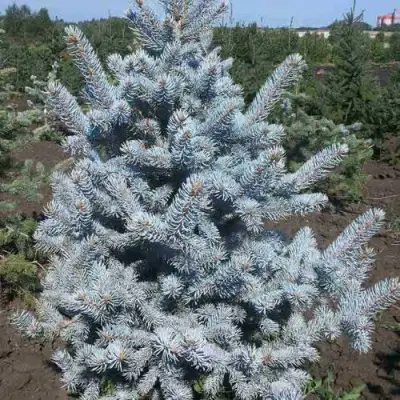 Ель МИСТИ БЛЮ голубая в Самохваловичи