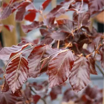 Бук лесной АТРОПУНИЦЕА в Самохваловичи