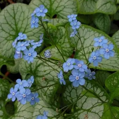 Бруннера ДЖЭК ФРОСТ в Самохваловичи