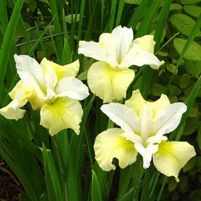 Ирис ЙЕЛЛОУ ТЕЙЛ сибирский в Самохваловичи