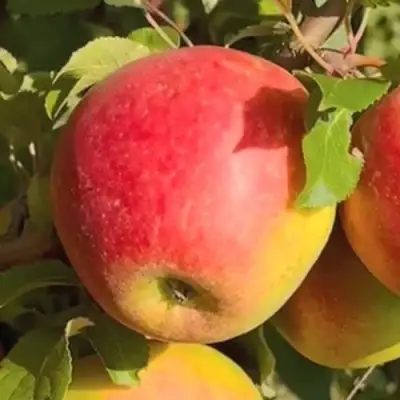 Яблоня САКАВИТА в Самохваловичи