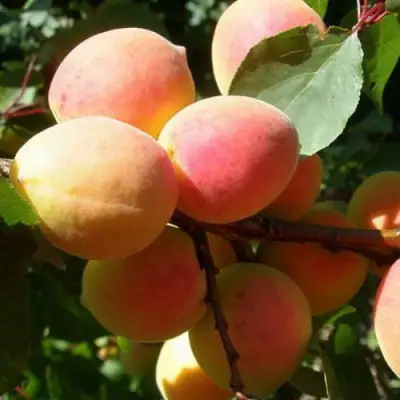 Абрикос СЮРПРИЗ в Самохваловичи