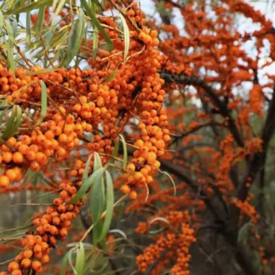 Облепиха СЕРАФИМА в Самохваловичи